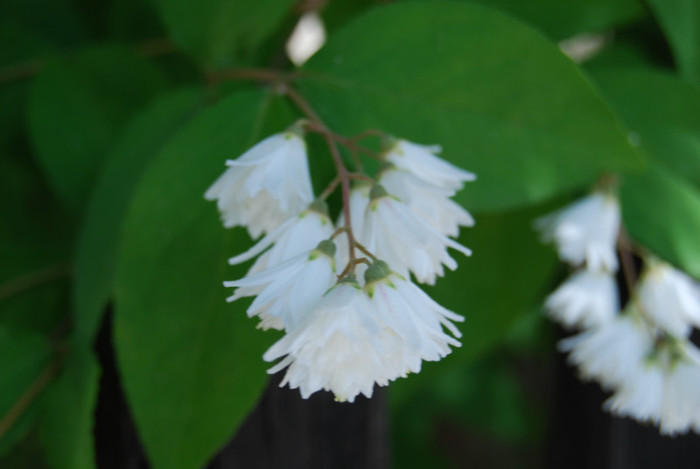 DSC_2921 - Nikon 3 Brazi