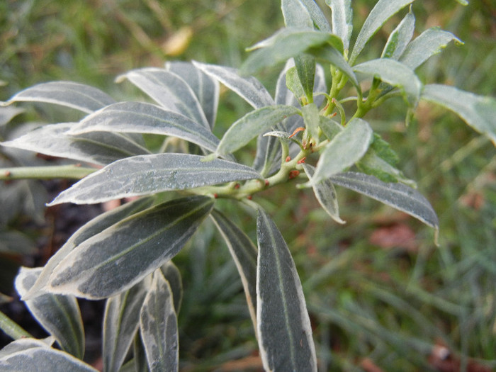 Pieris Little Heat 11aug2012 - Pieris Little Heat