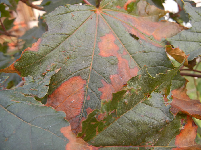 Acer Crimson Sentry (2012, August 11)