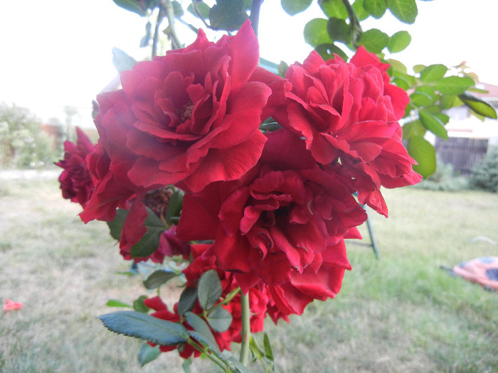 Rose Blaze Superior (2012, August 09) - Rose Blaze Superior