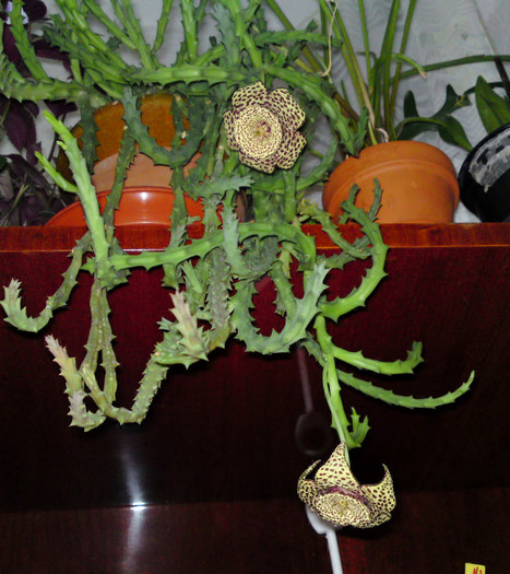 Stapelia variegata - Flori balcon