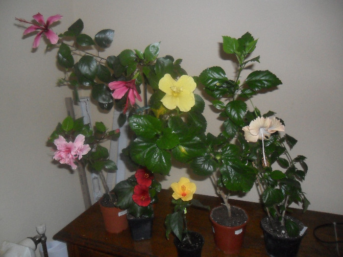 Hibiscus grup