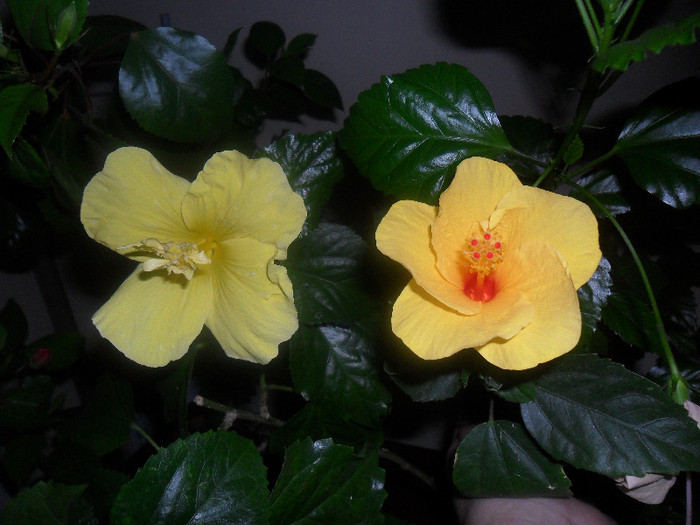 Hibiscus Senegal +  Cairo Yelow - Hibiscus 2012-2