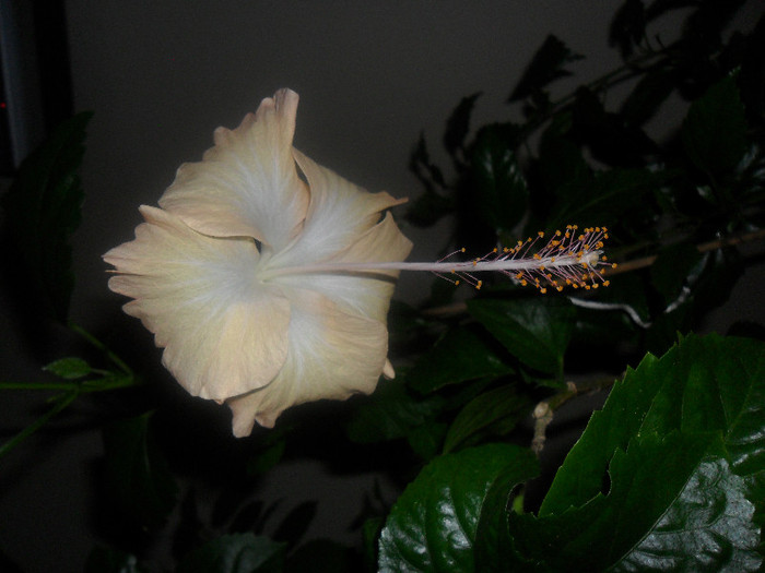 Hibiscus Cream Lady
