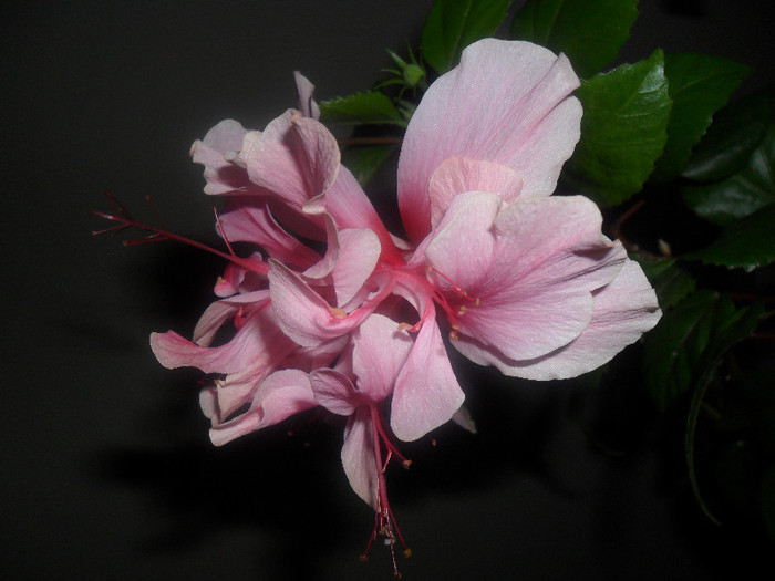 Hibiscus Zaragoza ( ? )