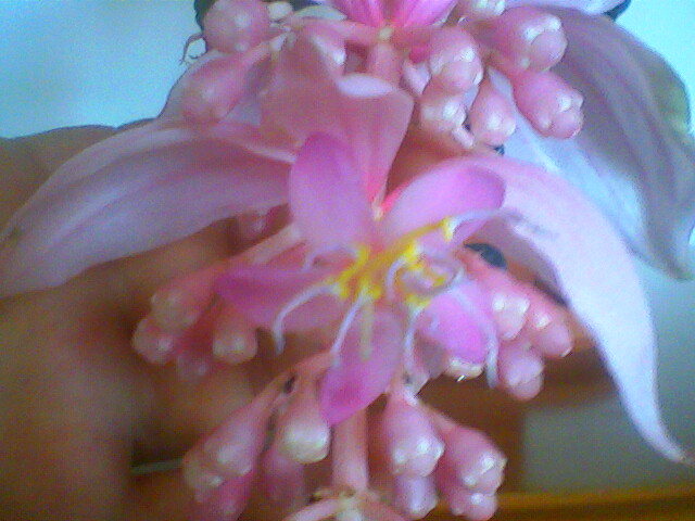  - Medinilla Magnifica