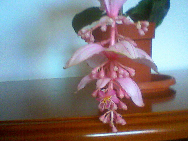  - Medinilla Magnifica