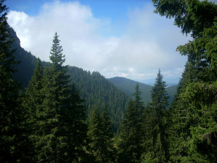 Padure de molid; valea gaura bucegi
