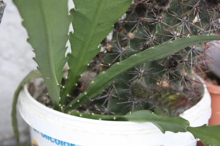 IMG_5424 - Cactus inflorit 2012