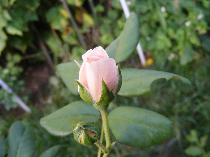 Ambridge Rose