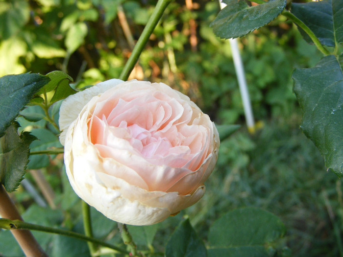 Ambridge Rose