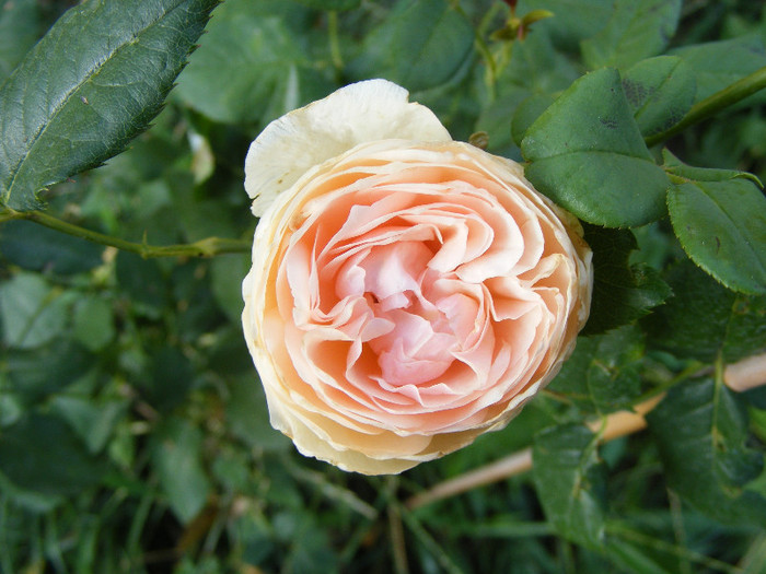 Ambridge Rose