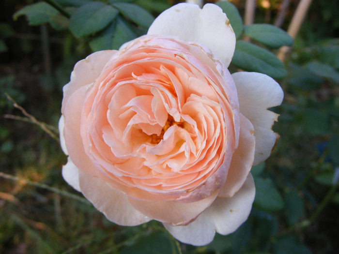 Ambridge Rose