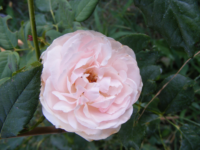 Ambridge Rose