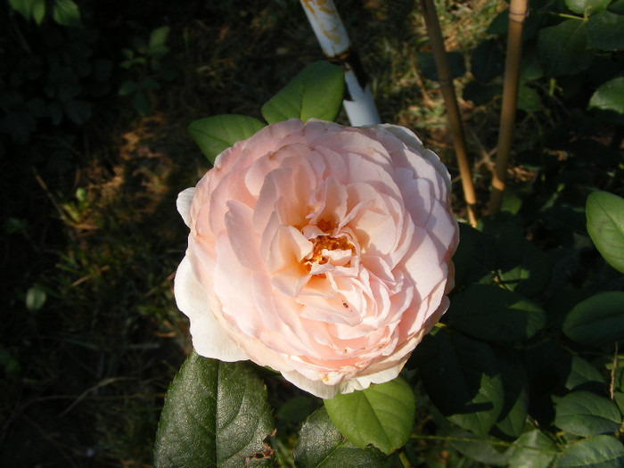 Ambridge Rose