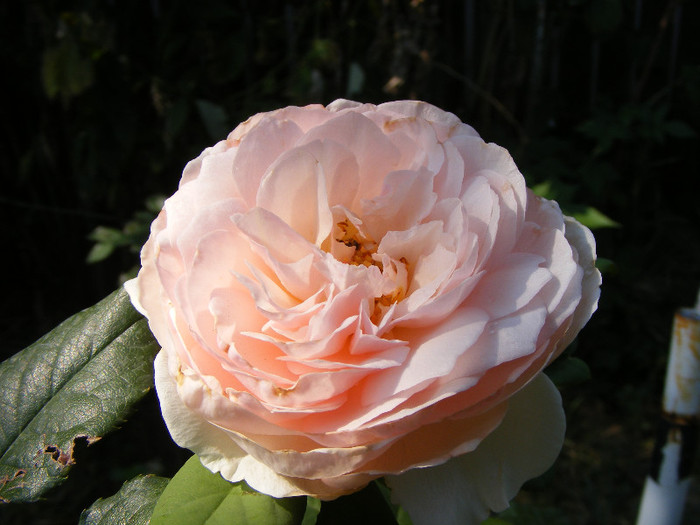 Ambridge Rose