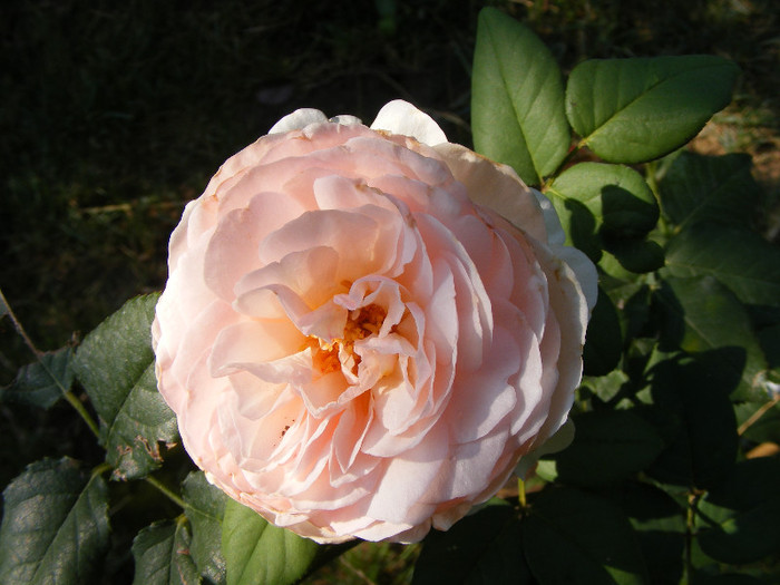 Ambridge Rose