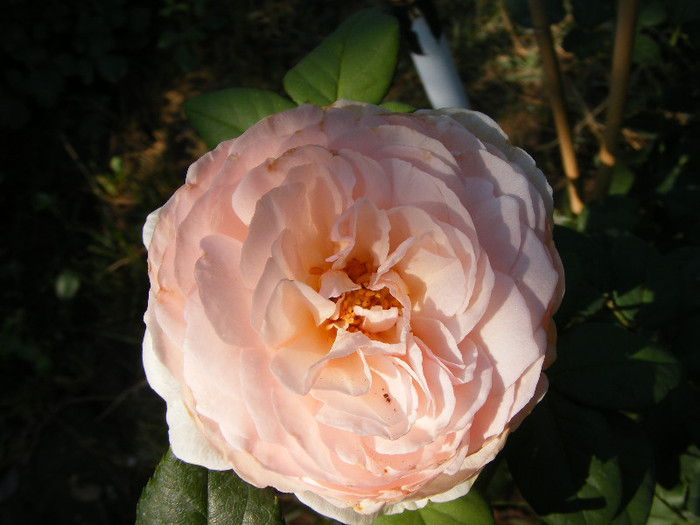 Ambridge Rose