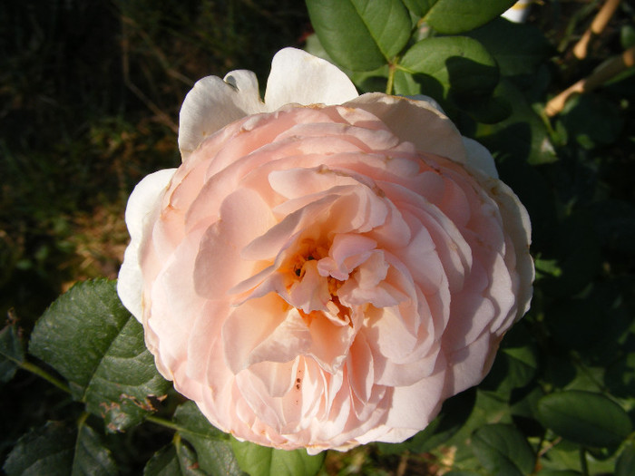 Ambridge Rose