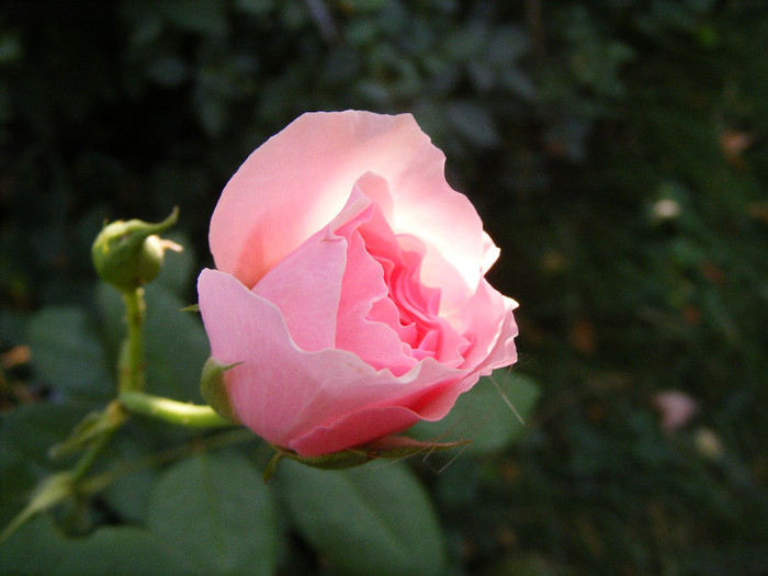 Gartentraume