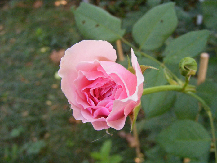 Gartentraume