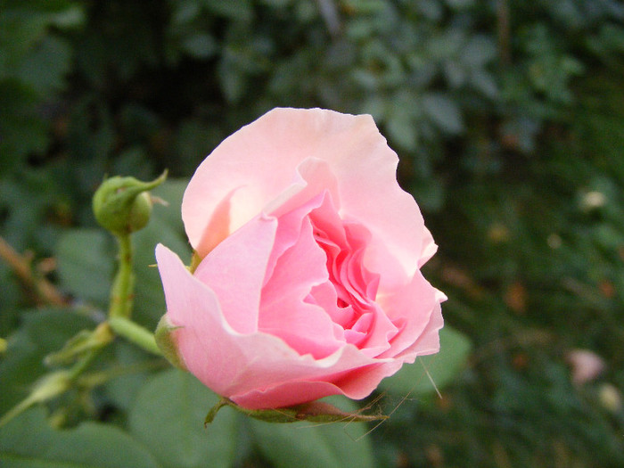 Gartentraume