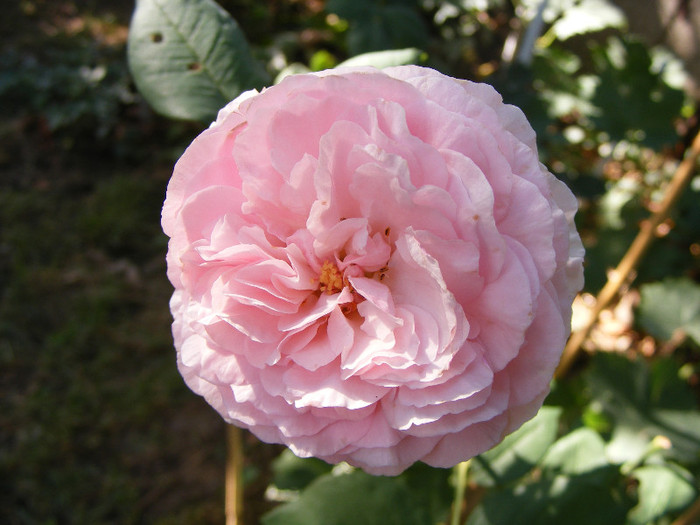 Gartentraume