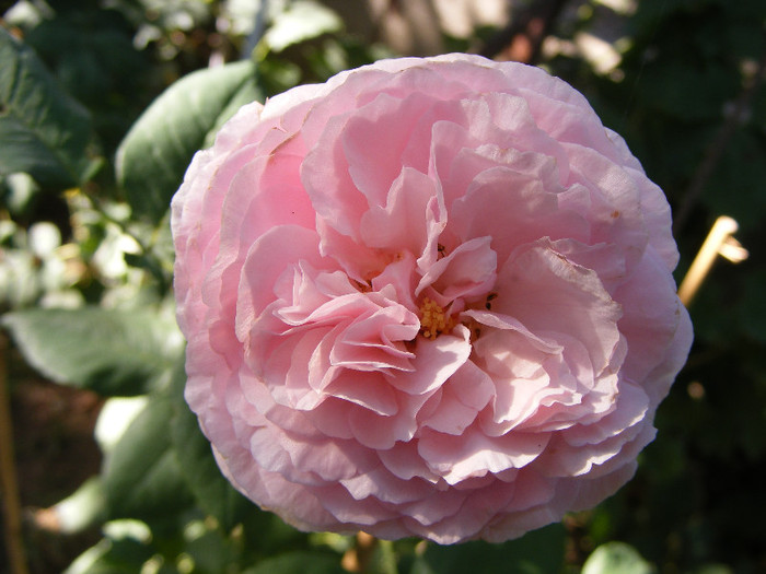 Gartentraume