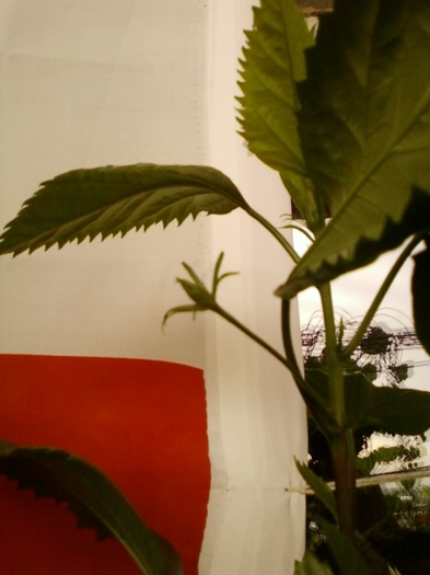 august 12 007 - hibiscus