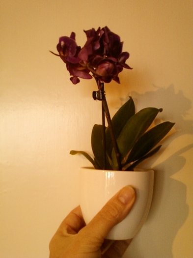 august 12 022 - orhidee phalenopsis