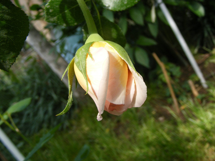 Abraham Darby