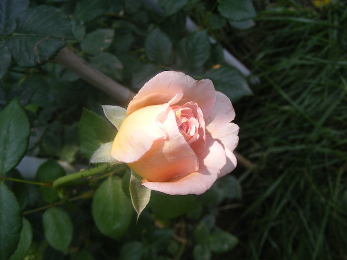 Abraham Darby