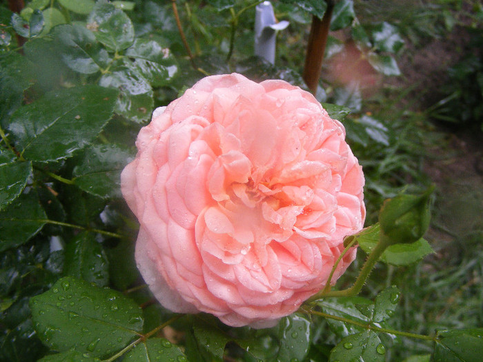 Abraham Darby