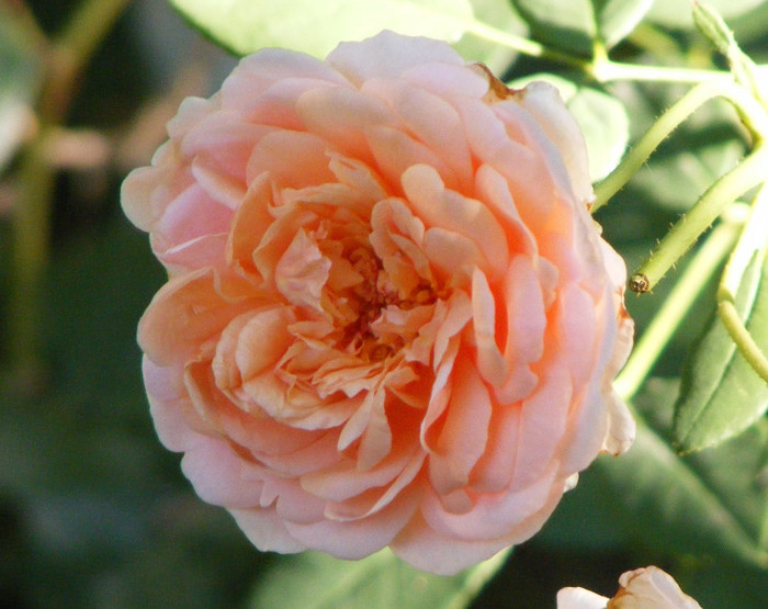 Abraham Darby - Trandafiri 2012-II
