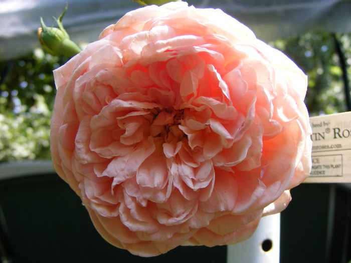 Abraham Darby