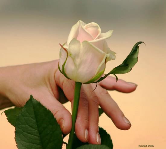 625629_449287385103163_452116977_n - Trandafiri