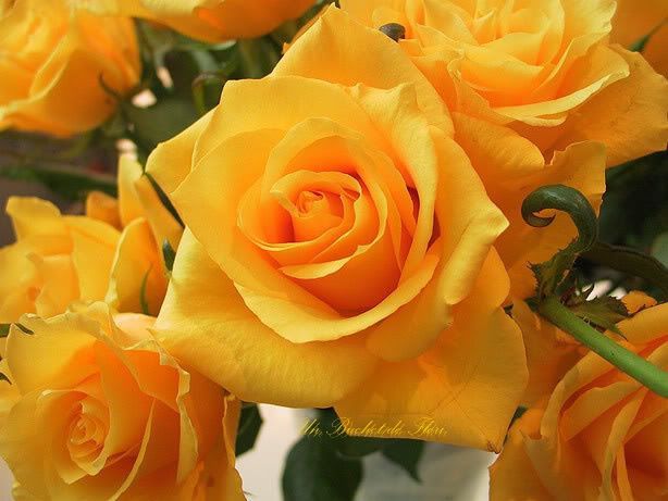 602968_381170765265818_1961673376_n - Trandafiri