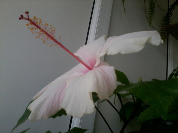 2012-07-07 15.42.37 - flori 2012