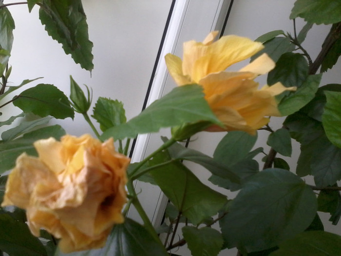 2012-07-07 15.42.54 - flori 2012