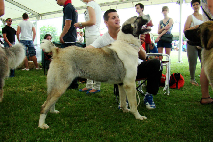 LAIKA; ROMANIAN CHAMPION JUNIOR CLASS
