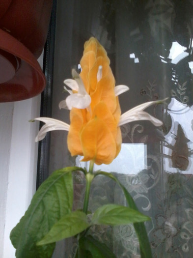 2012-07-16 20.15.36 - flori 2012