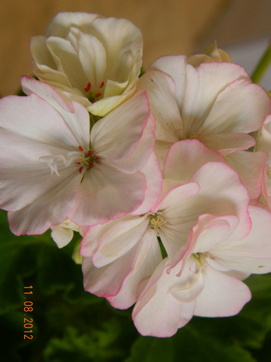 Alpine Grow - 0 Muscate -colectie personala