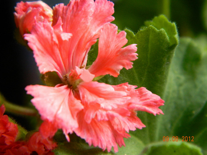 Diana Palmer - 0 Muscate -colectie personala