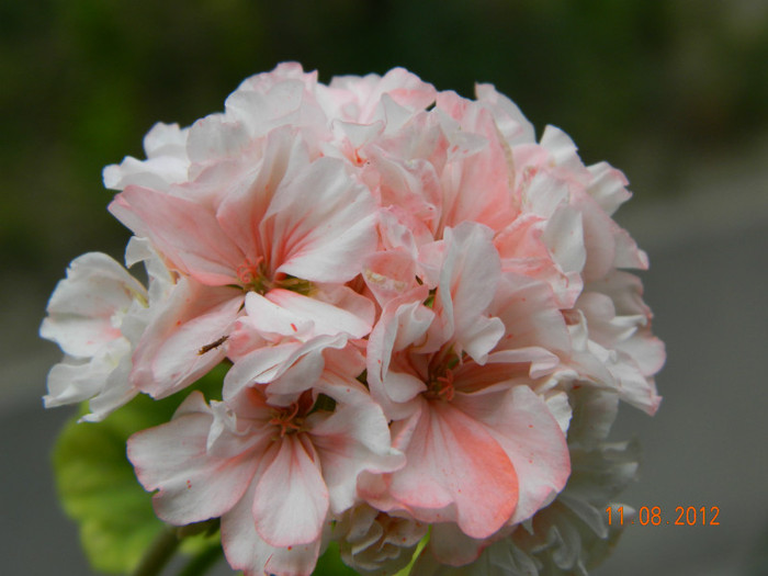 DSCN1473 - 0 Muscate -colectie personala