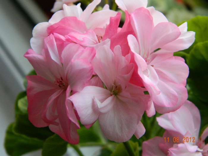Deacon Liliac Mist