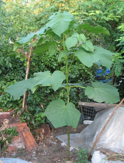 Fat -frumos in august 2012; acum are 2,4m ,frunzele mature au 55cm,este fantastic cand are conditii
