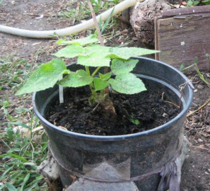 O radacina de Paoulownia a inviat in august 2012