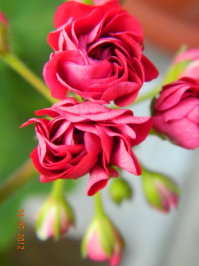 Trandafiras grena - 0 Muscate -colectie personala