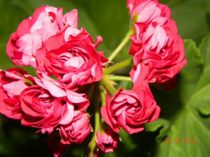 DSCN1433 - 0 Muscate -colectie personala