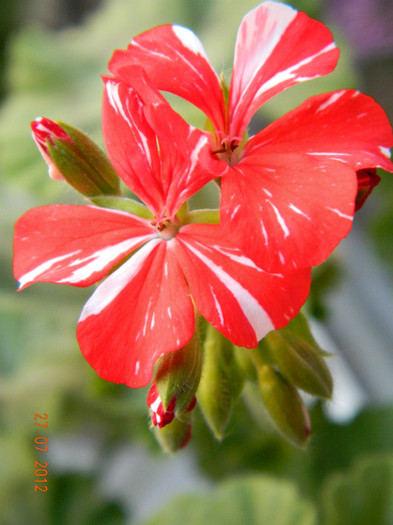 Happy Of New Life - 0 Muscate -colectie personala